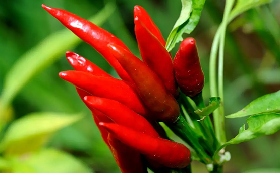 湖南市场研究、湖南市场调研、湖南市场调查